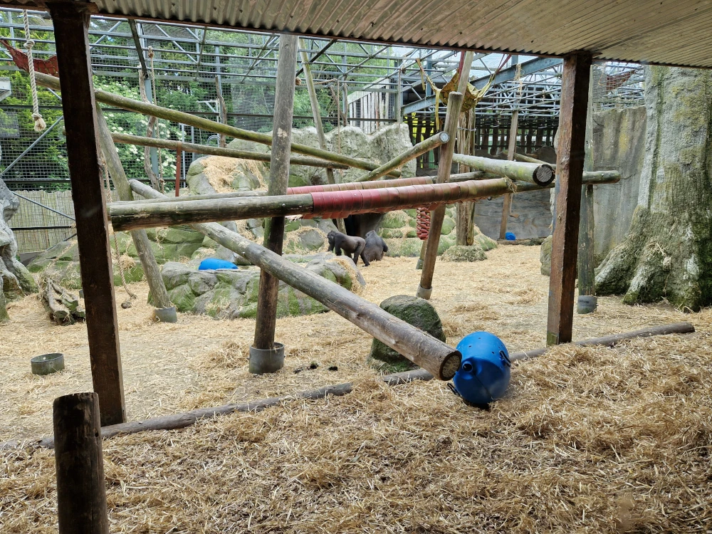Chessington Zoo - Gorillas