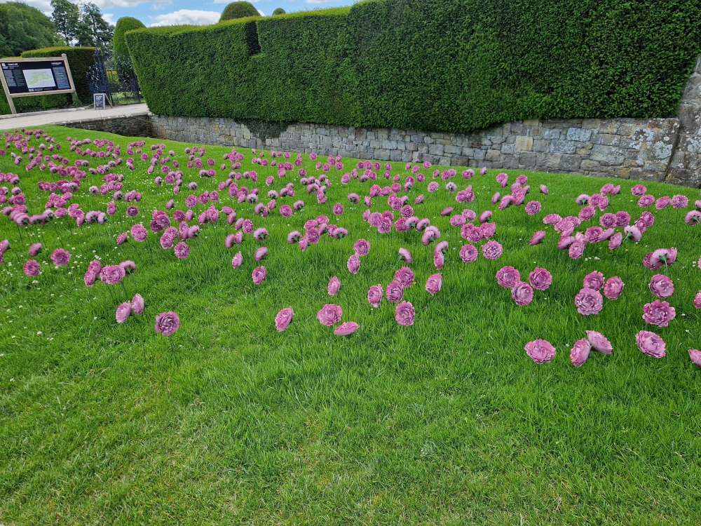 Chirk Castle Peonies