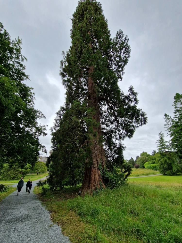 Penrhyn Castle Sequoia