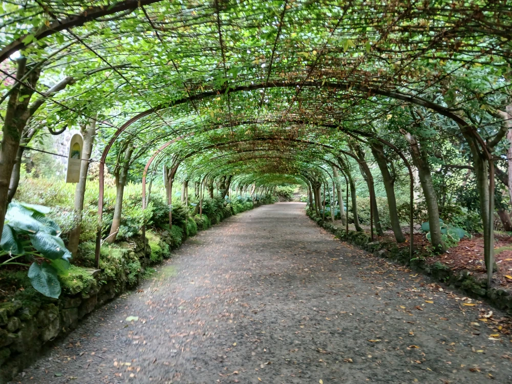 Bodnant Gardens The Laburnum Arch