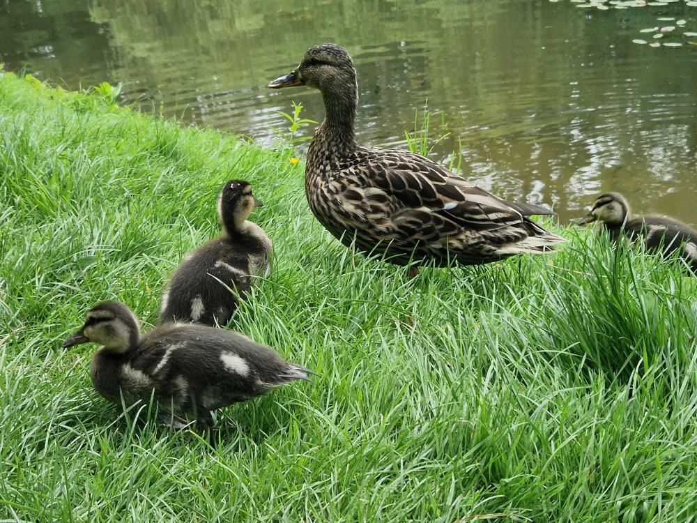 Bodnant Gardens Ducks