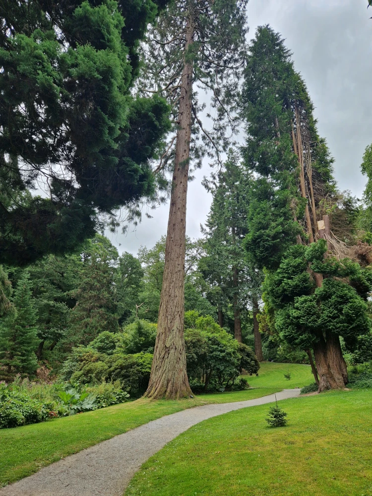 Bodnant Gardens Giant Trees