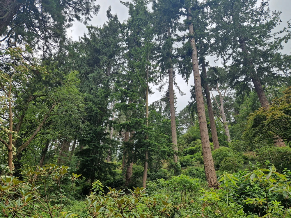 Bodnant Gardens Lush Forest