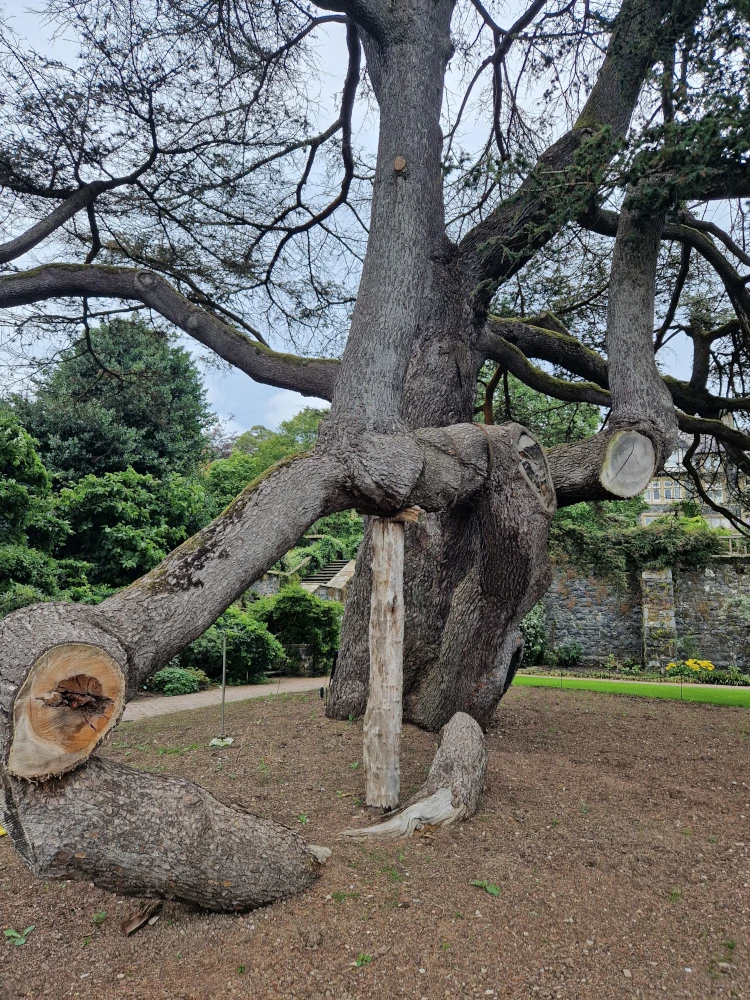 Bodnant Gardens Broken Tree