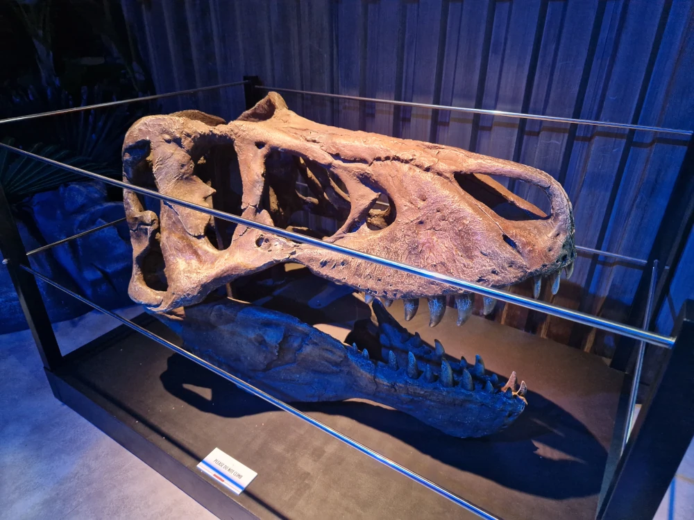 Jurassic World The Exhibition T-Rex Skull