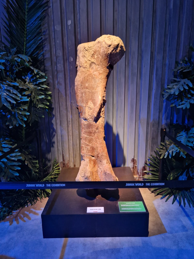 Jurassic World The Exhibition Sauropod Bone