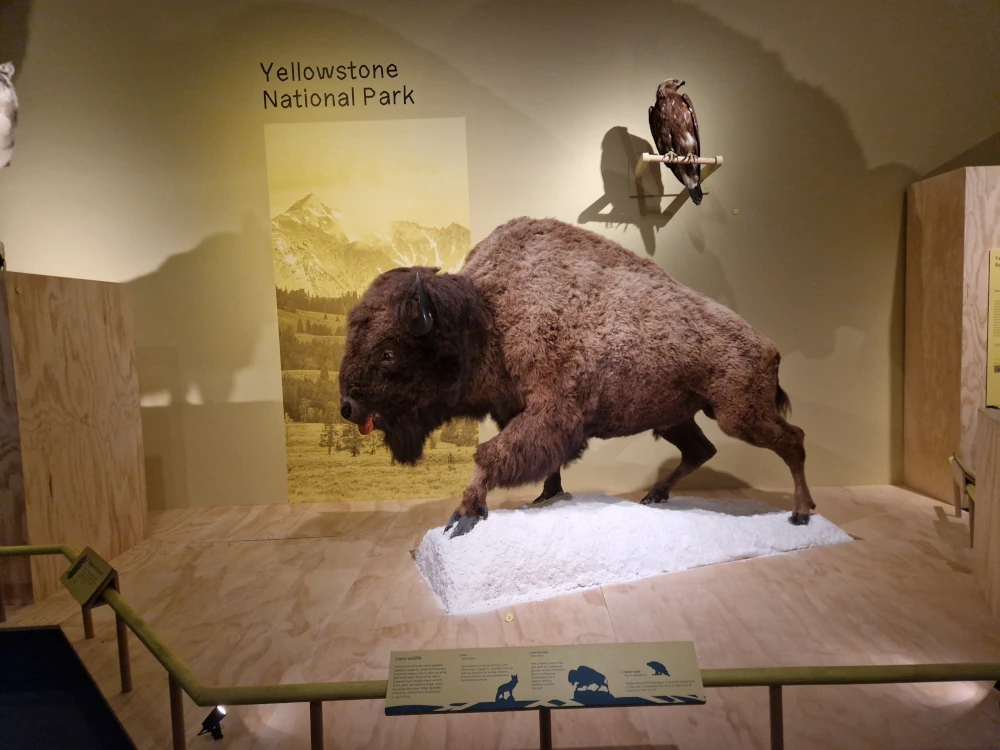 Manchester Museum Wild Gallery
