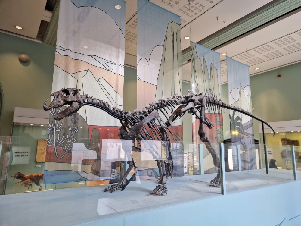 Manchester Museum Dinosaurs Tenontosaurus