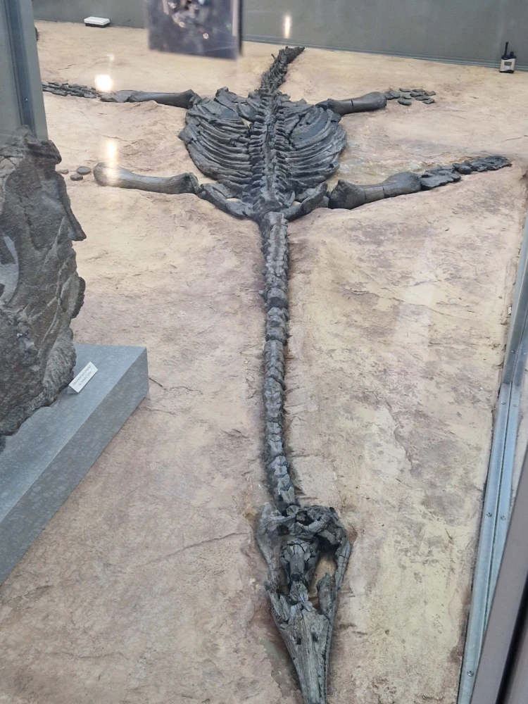Manchester Museum Dinosaurs Plesiosaur