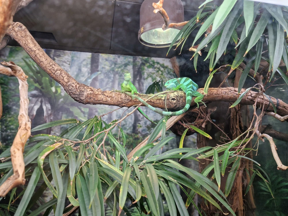 Manchester Museum Vivarium Lizard