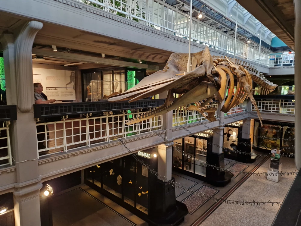 Manchester Museum Whale Skeleton