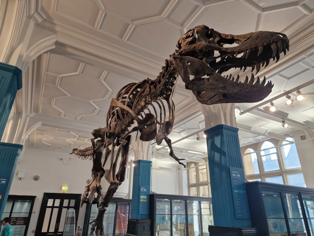 Manchester Museum Stan the T-Rex Skeleton
