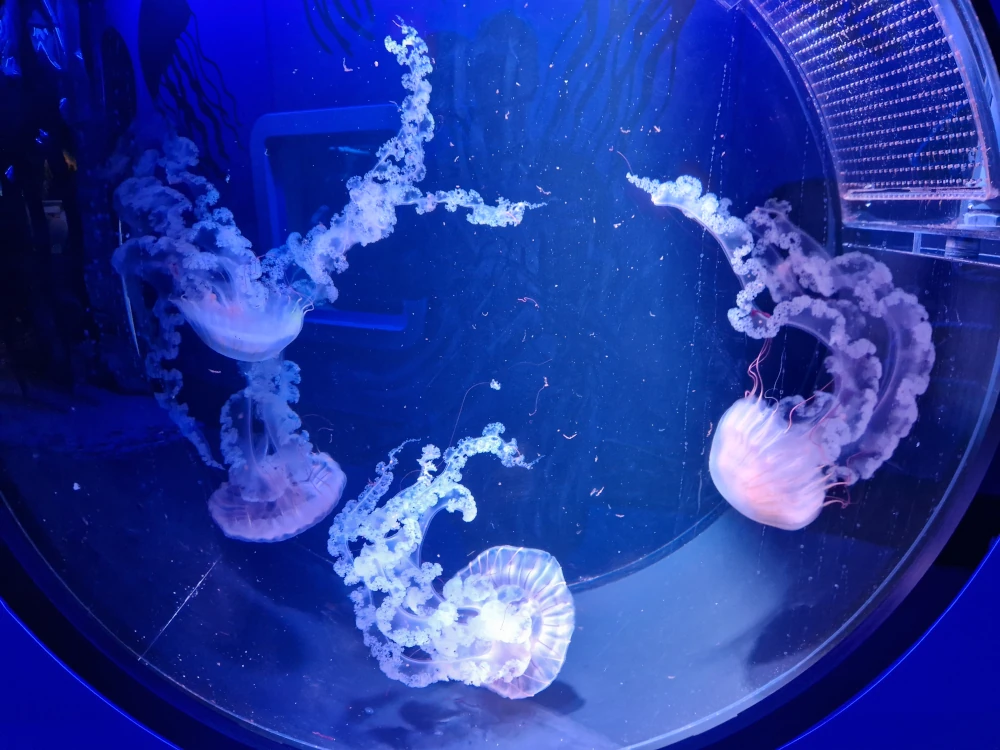 Sea Life Centre Manchester Jellyfish