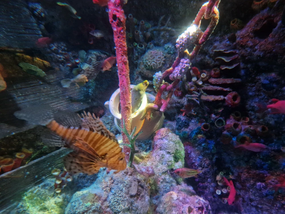 Sea Life Centre Manchester Lionfish