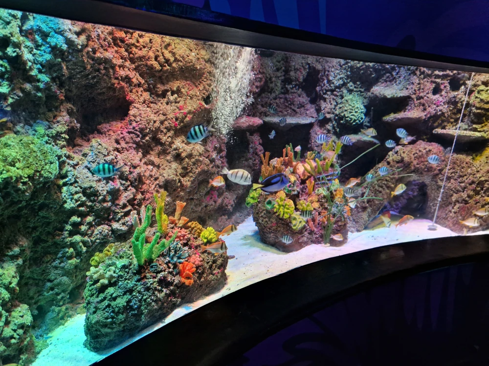 Sea Life Centre Manchester Saltwater Aquarium