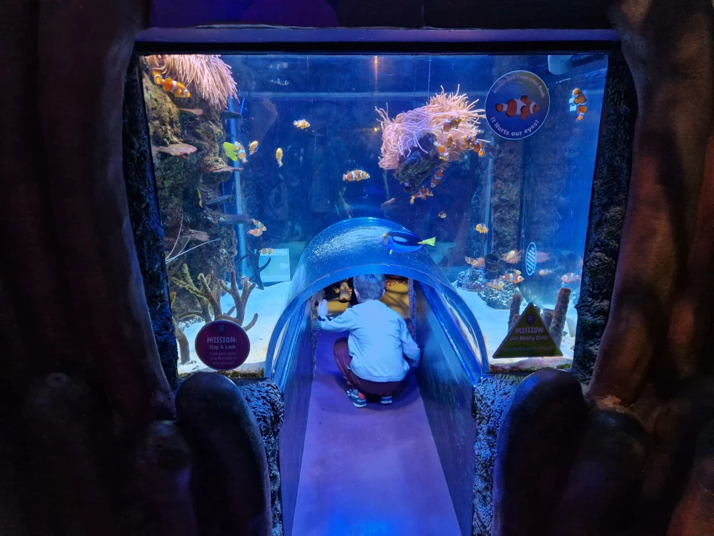 Sea Life Centre Manchester Clownfish tunnel