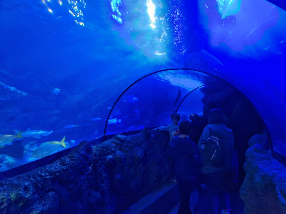 Sea Life Centre Manchester Ocean Tunnel