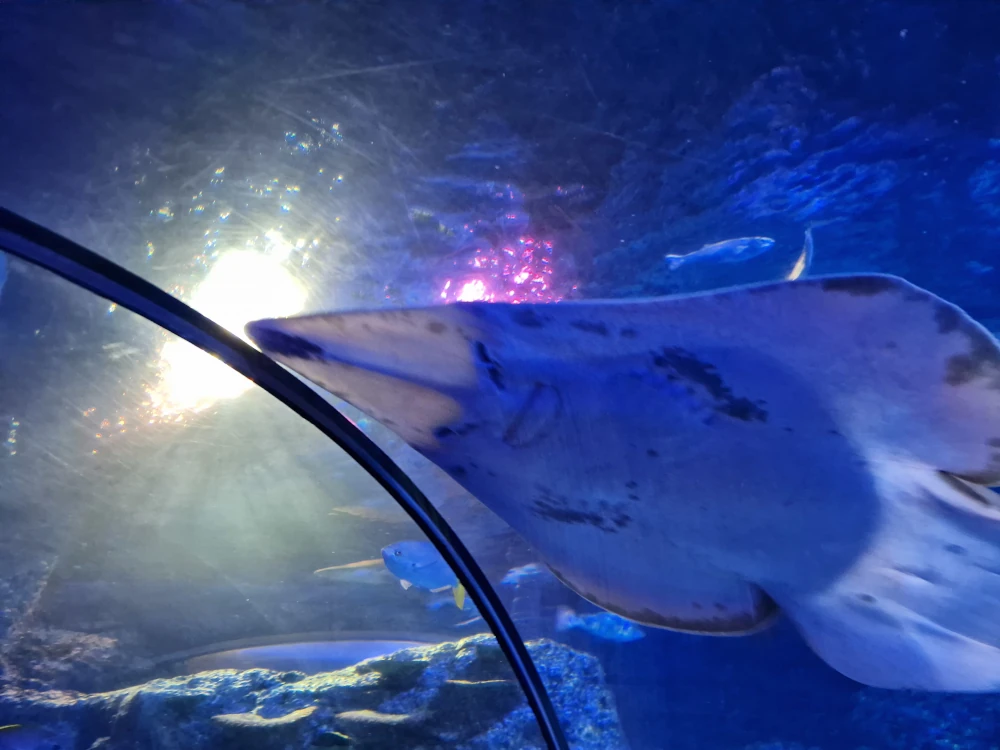 Sea Life Centre Manchester Guitarfish