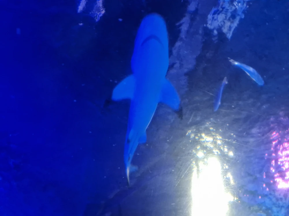Sea Life Centre Manchester Shark