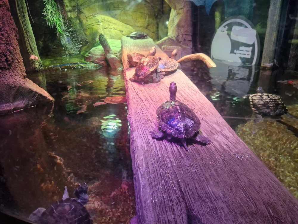 Sea Life Centre Manchester Terrapins