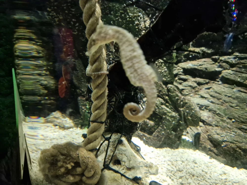 Sea Life Centre Manchester Seahorses