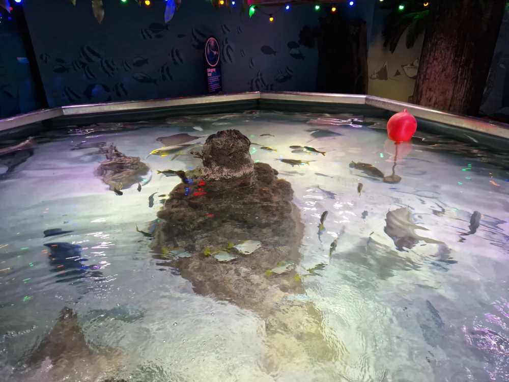 Sea Life Centre Manchester Stingray Bay