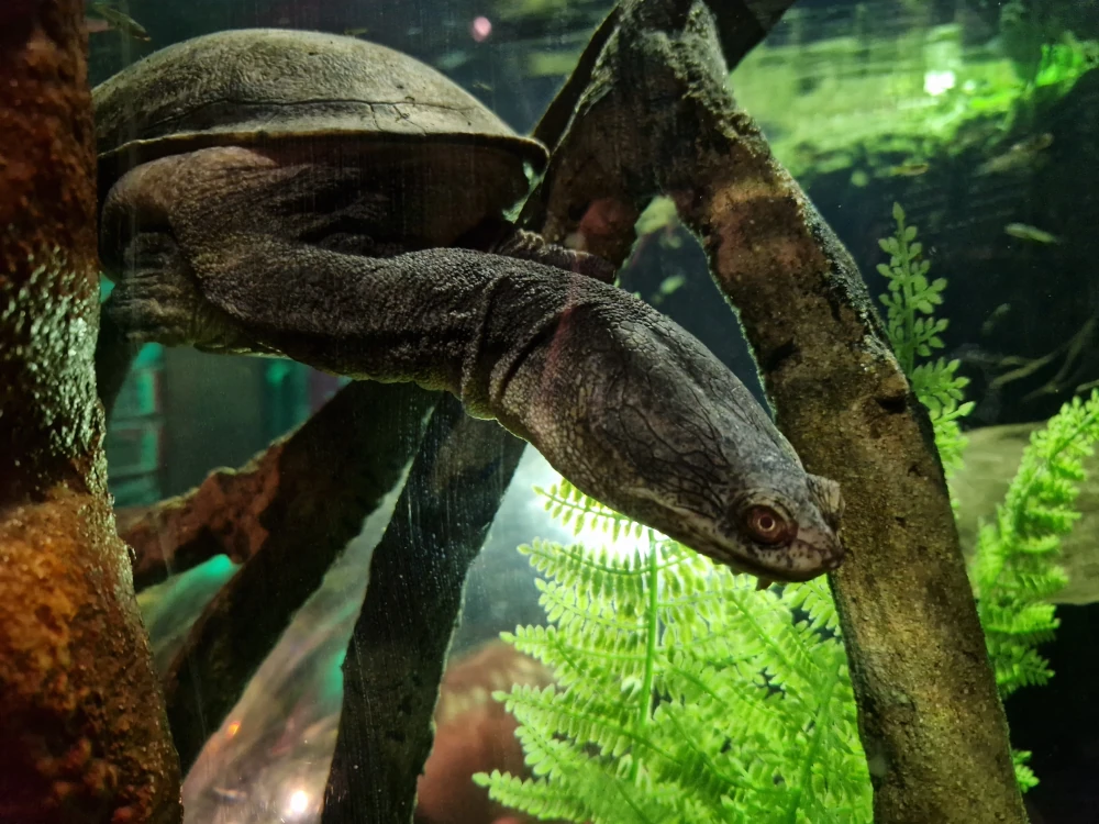Sea Life Centre Manchester Long Neck Turtle