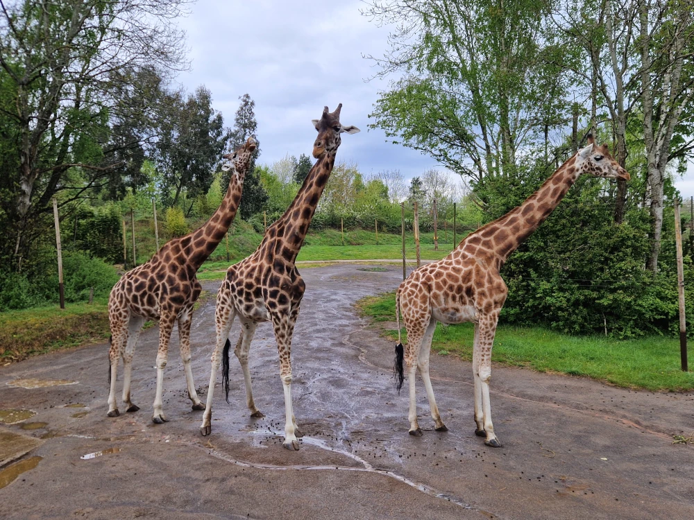 Chessington World of Adventures Zufari Giraffes