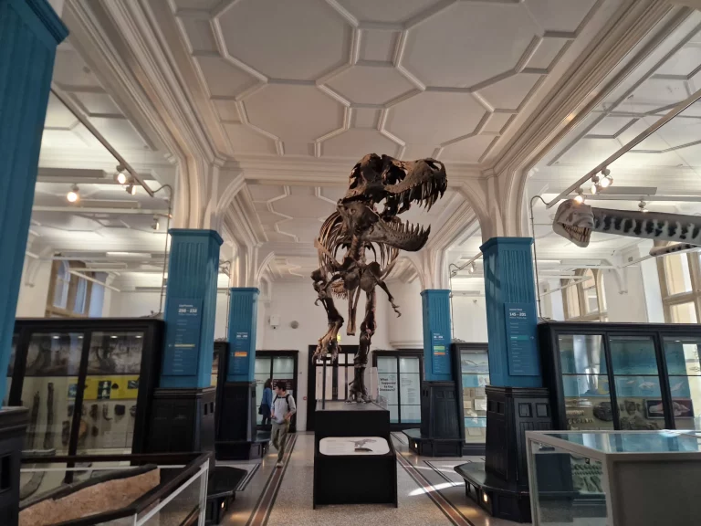 Manchester Museum T-Rex