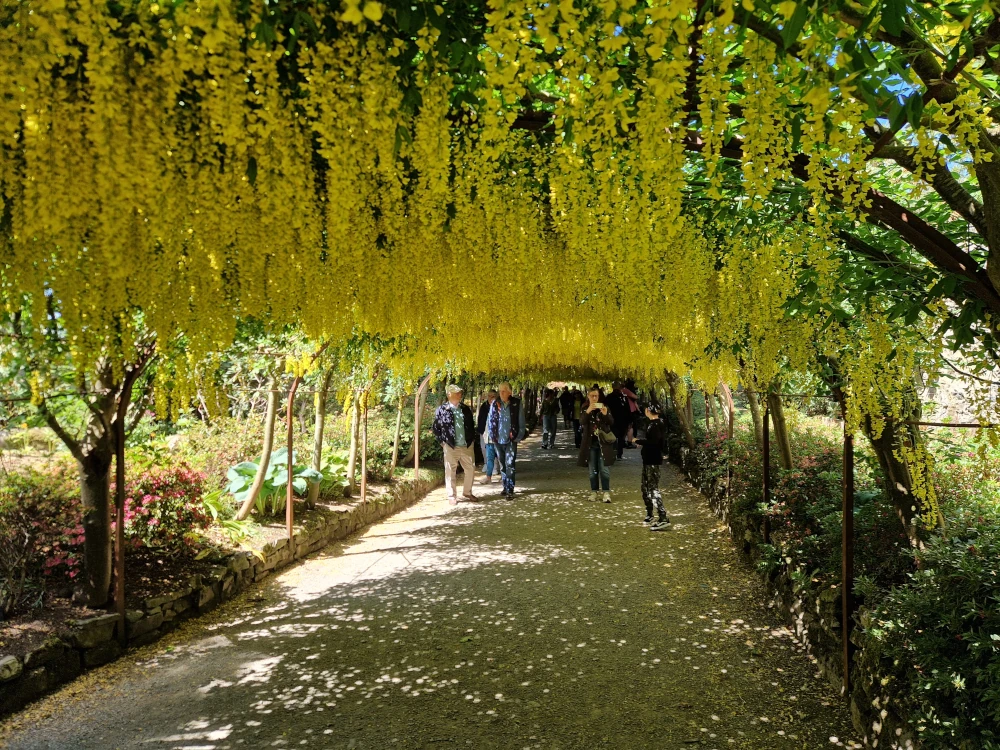 Bodnant Gardens Laburnum Arch
