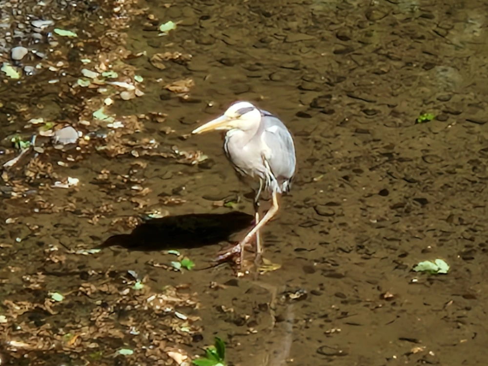 Bodnant Gardens Heron