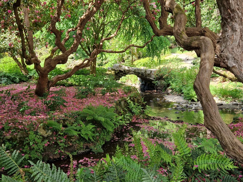 Bodnant Gardens Rhododendron Bridge