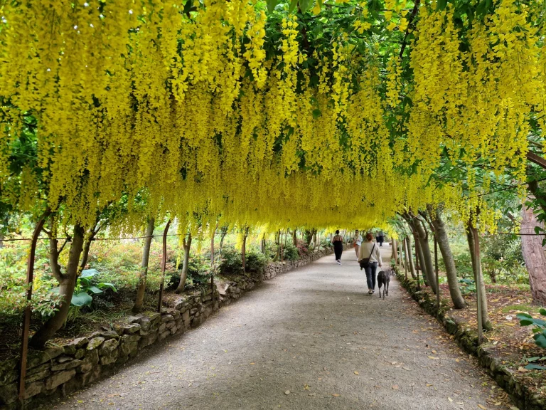 Bodnant Gardens Laburnum Arch