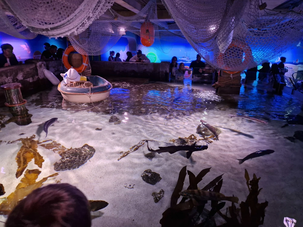 Sea Life London Aquarium Ray Tank