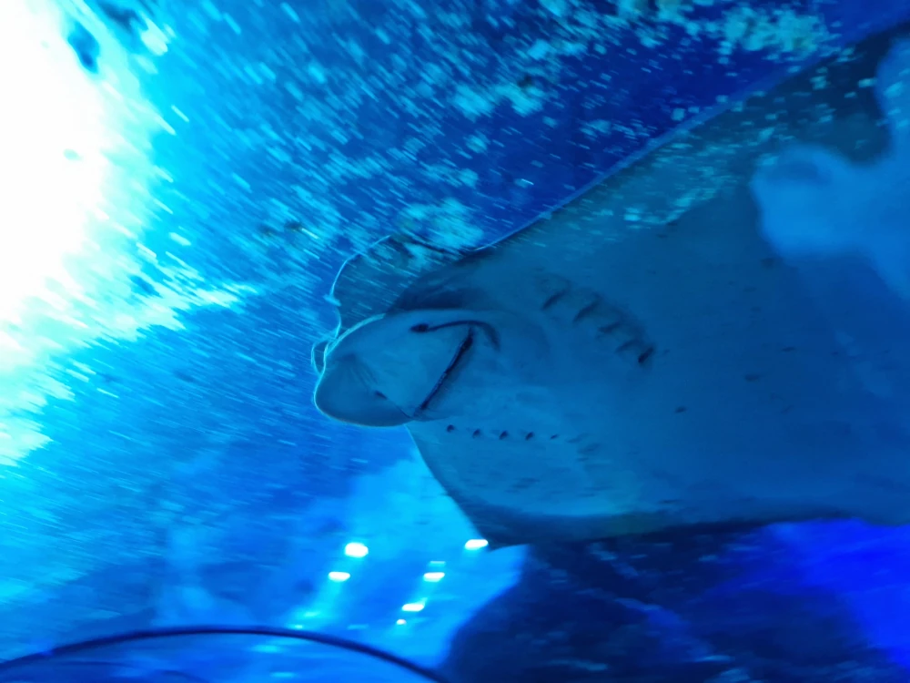 Sea Life London Aquarium Ocean Tunnel Ray
