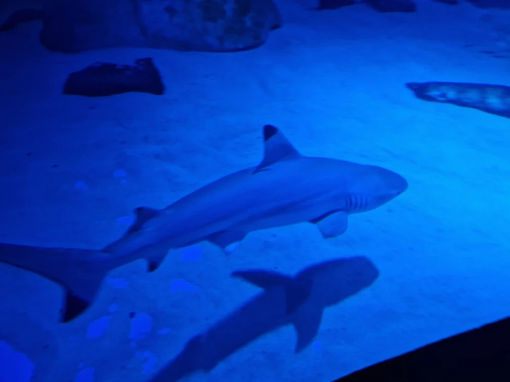 Sea Life London Aquarium Shark
