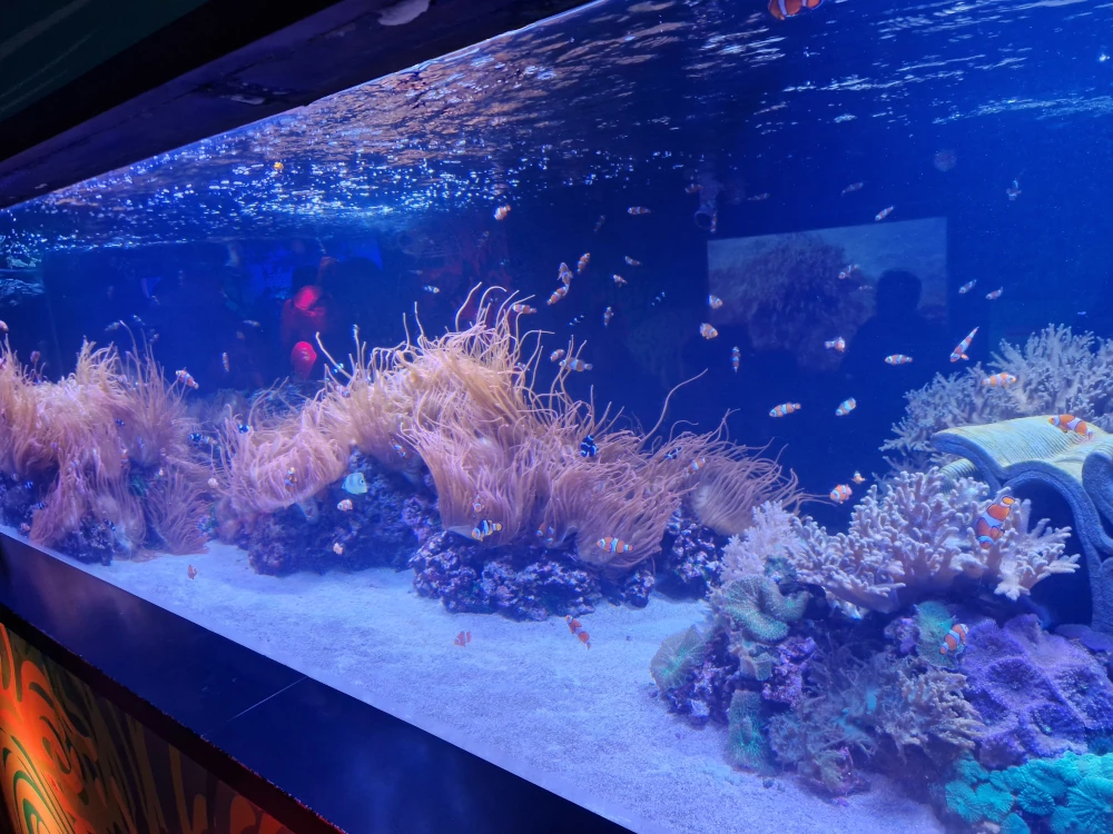 Sea Life London Aquarium Clownfish