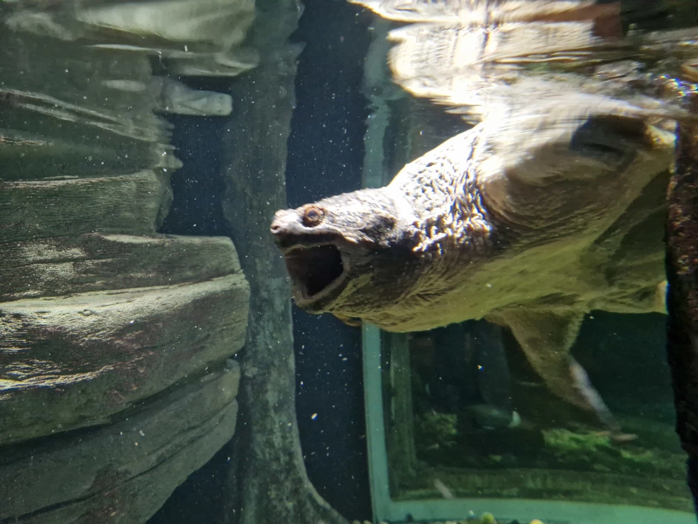 Sea Life London Aquarium Snapping Turtle