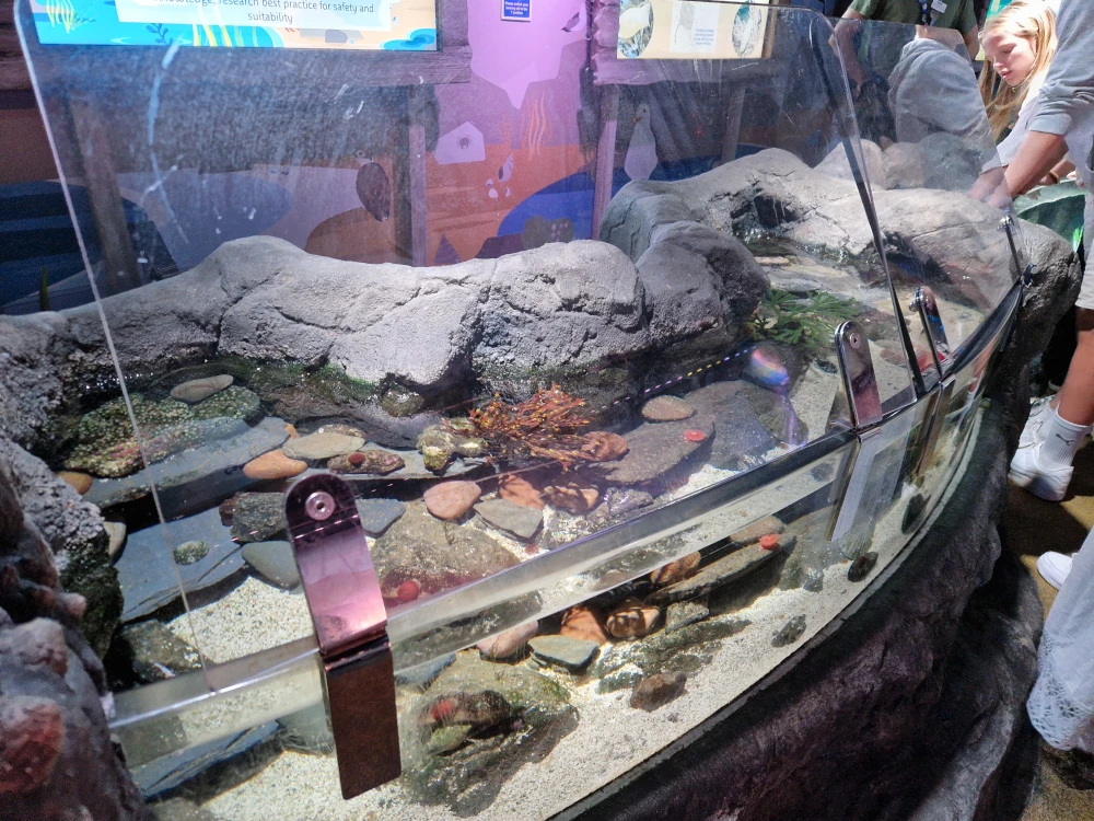 Sea Life London Aquarium Rock Pools