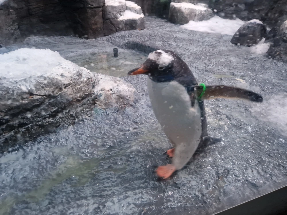 Sea Life London Aquarium Penguin
