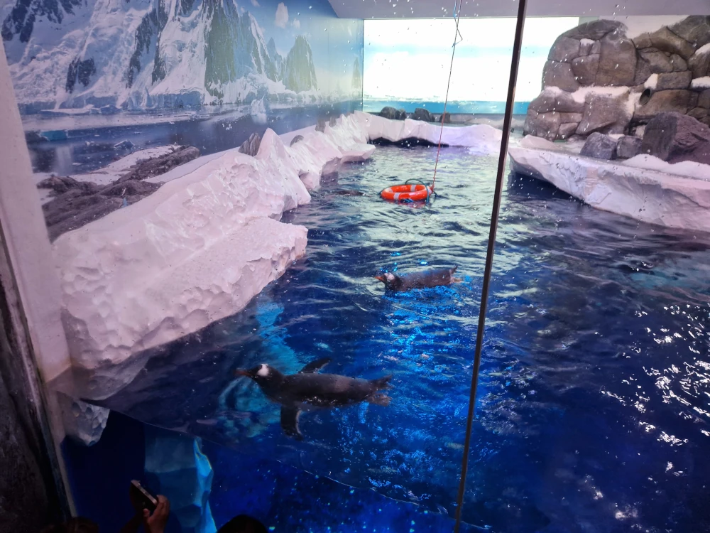 Sea Life London Aquarium Penguins