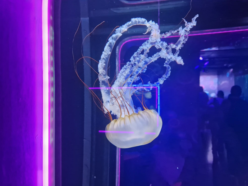 Sea Life London Aquarium Jellyfish