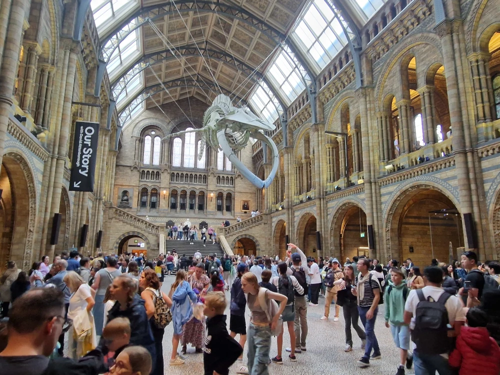 Natural History Museum London Blue Whale