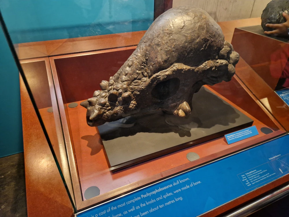 Natural History Museum London Pachycephalosaurus skull