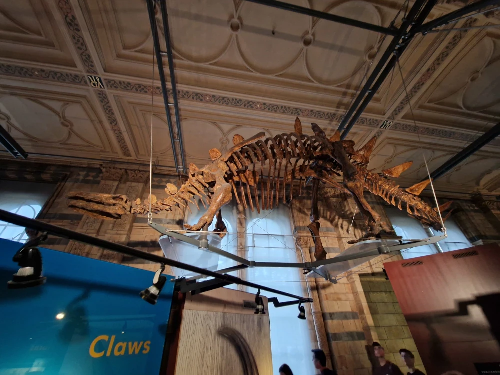 Natural History Museum London Stegosaurus Fossil