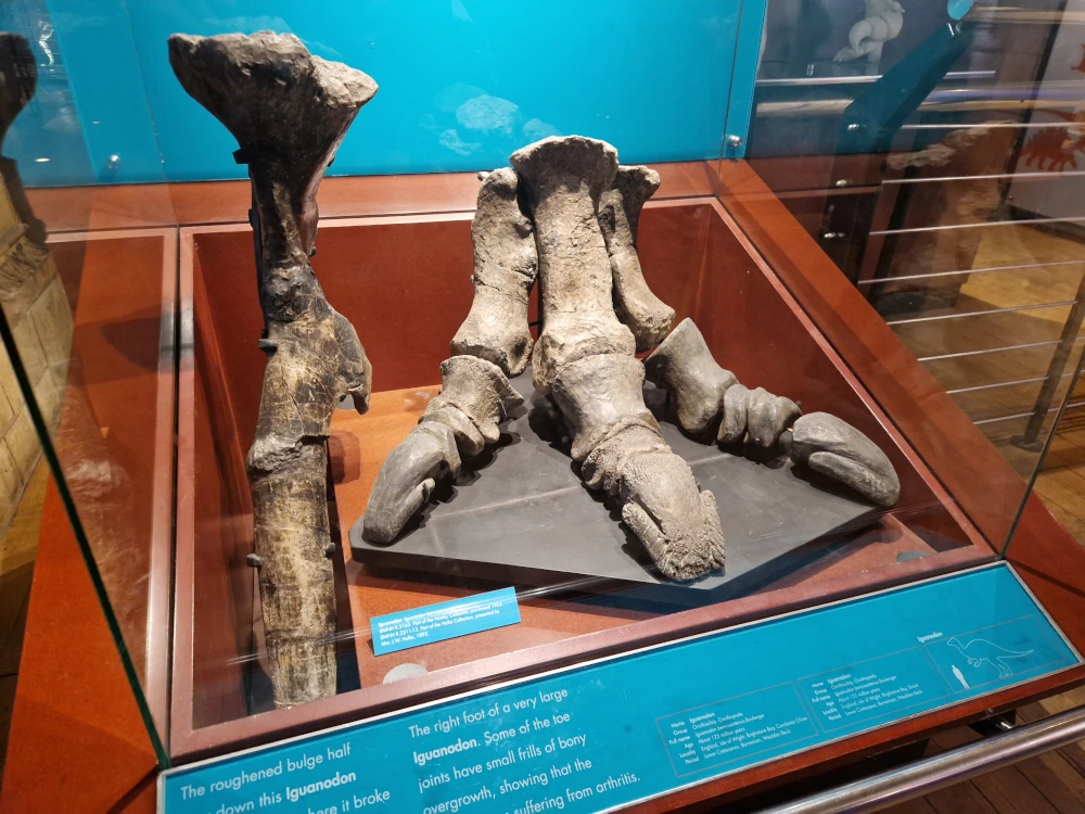 Natural History Museum London Iguanodon Foot
