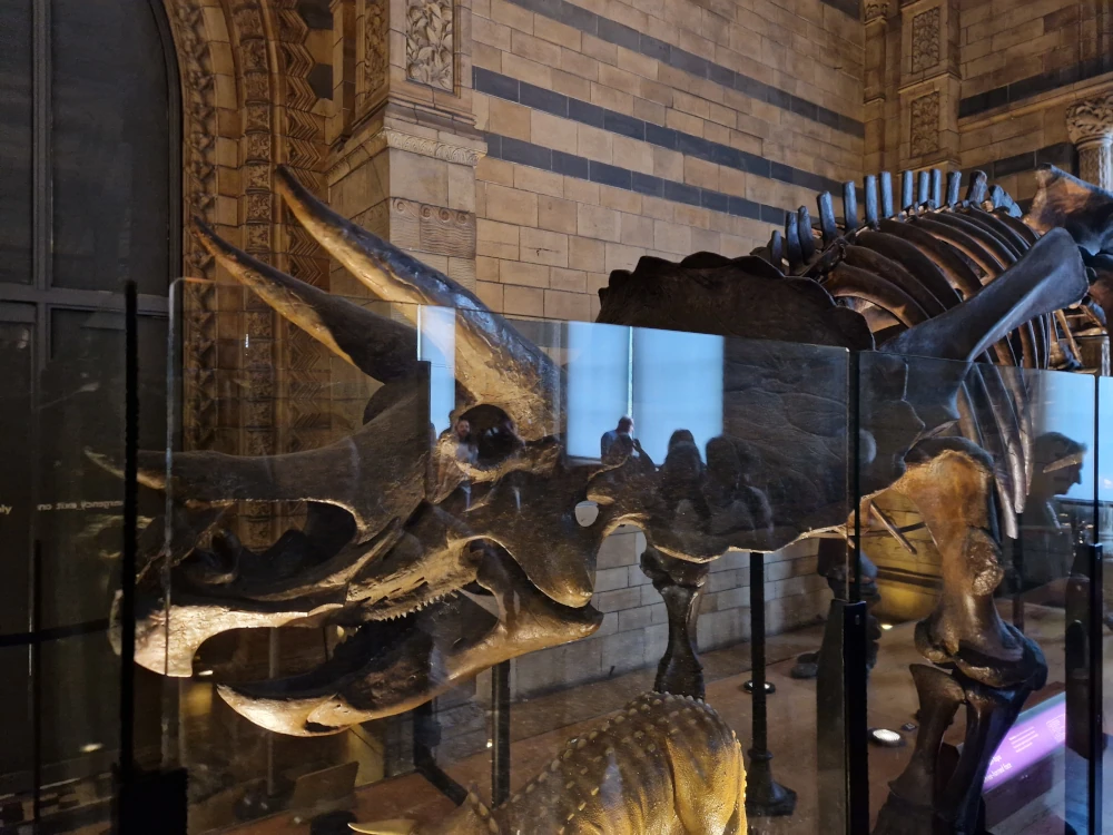 Natural History Museum London Triceratops skeleton