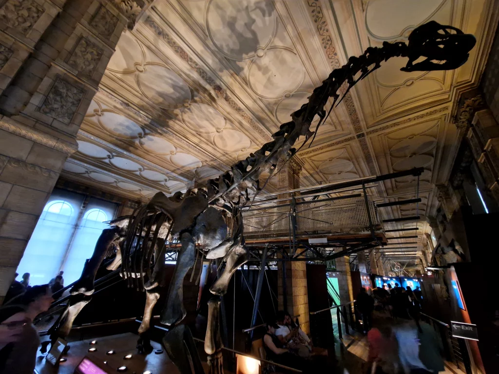 Natural History Museum London Camarasaurus Fossil