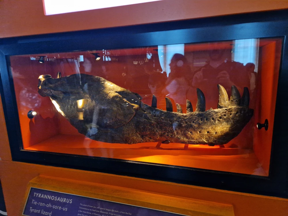 Natural History Museum London T-Rex Jawbone