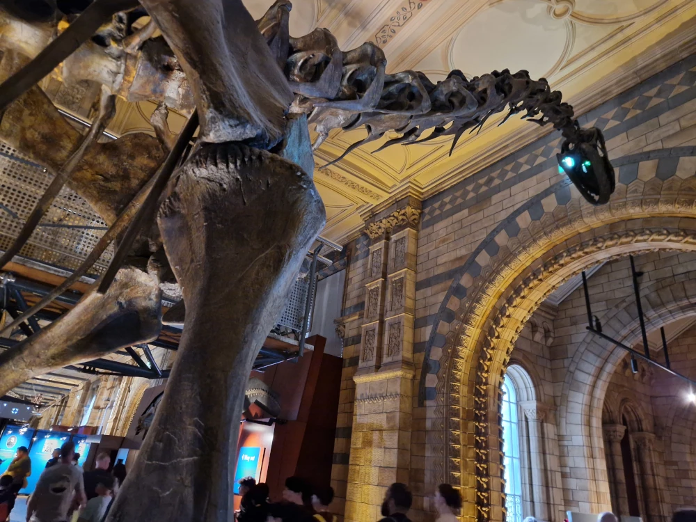Natural History Museum London Camarasaurus Fossil